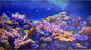 фото Фартук-панно Грейс Коралловый риф (1002*602*4 мм)